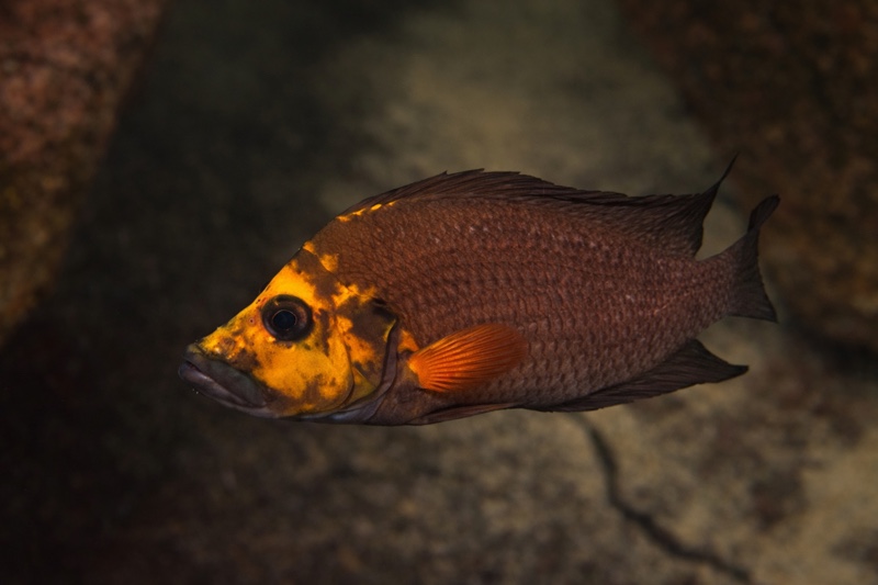 Altolamprologus compressiceps 'Kantalamba'